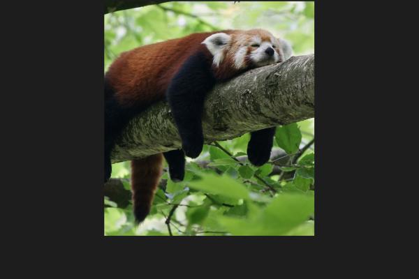 Bear asleep on a branch