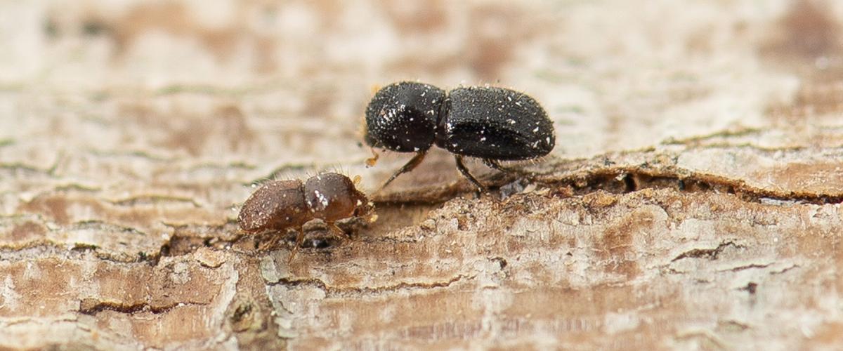 Learn more and find out how to report Polyphagous Shot-Hole Borer sightings