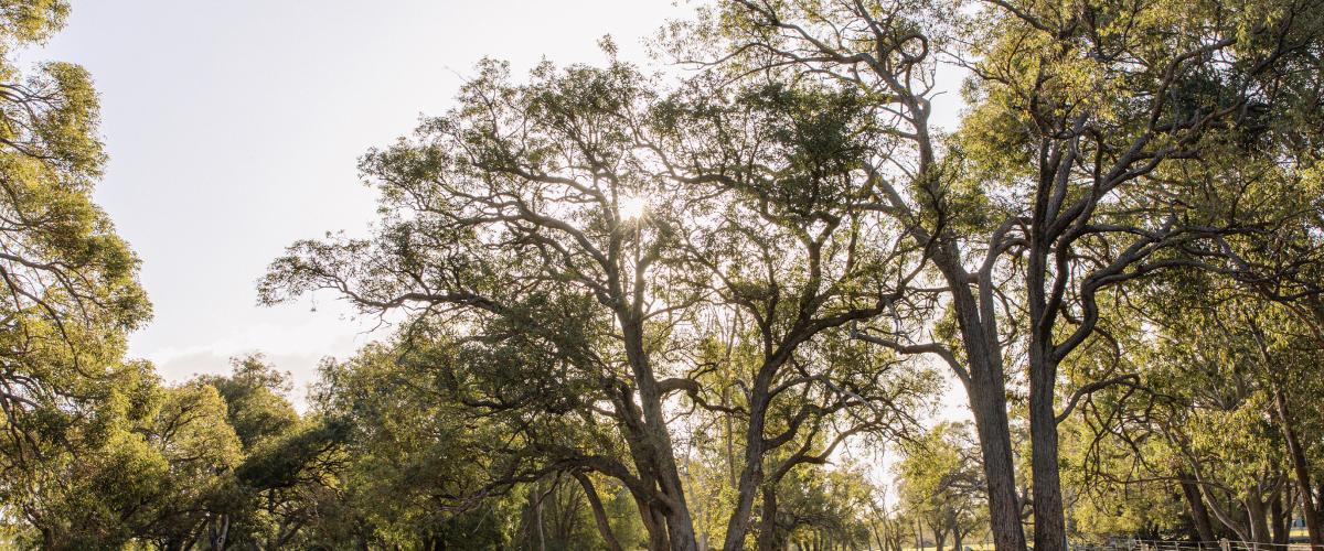 Trees on a rural property in the City of Gosnells