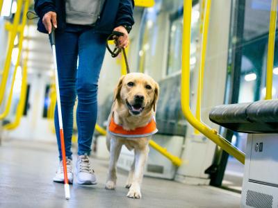 Guide Dog
