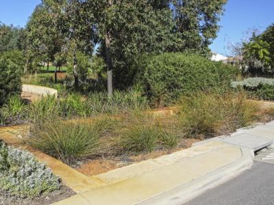 Waterwise verge showing native grasses, groundcovers and shrubs