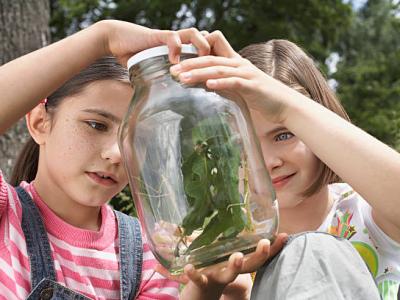 Children looking at bugs