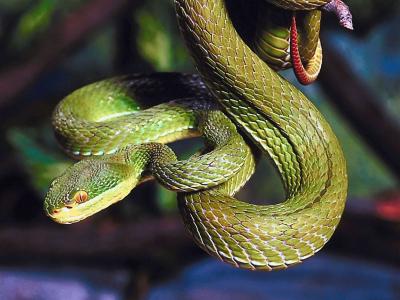 Snake