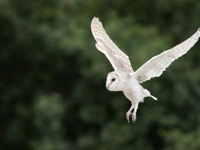 Barn Owl in Flight