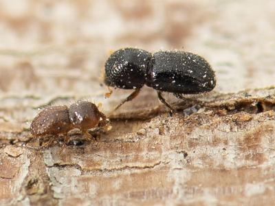 The City of Gosnells is assisting the Department of Primary Industries and Regional Development (DPIRD) to help stop the spread of the invasive pest Polyphagous shot-hole borer (PSHB) Euwallacea fornicatus.