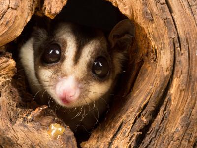 Sugar Glider