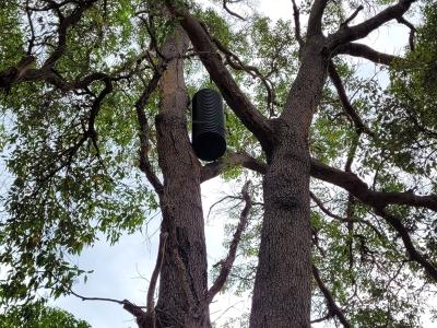 a cockatube artificial nesting hollow that has been installed by the City of  Gosnells in Huntingdale.