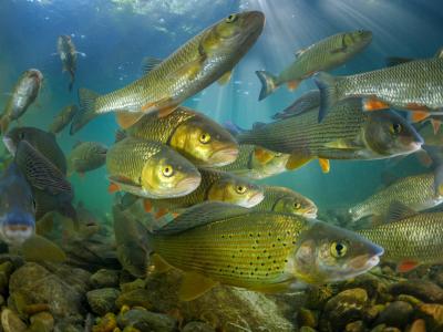 Fish of the Canning