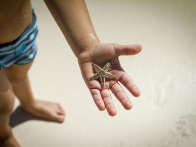 starfish