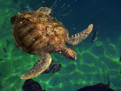 sea turtle