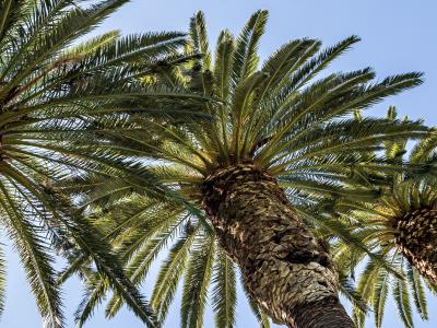 Palm trees