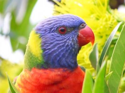 Rainbow lorikeet in bottlebrush bush bird