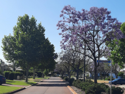 Street with line of plane trees on left, jacarandas through the median strip
