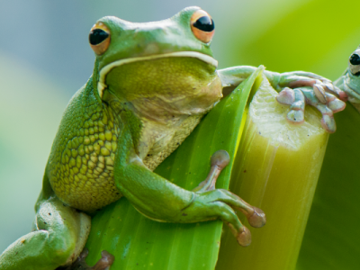 Frogs
