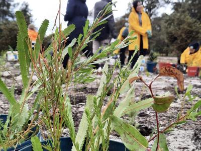 National Tree Day - native plants