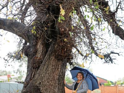 City of Gosnells Mayor Terresa Lynes with the Spencer Oak Tree, which was originally planted on private property and retained as the surrounding land was subdivided. Mature trees on private property could also be protected under a proposed Tree Retention Policy by the City of Gosnells