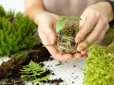 Kokedama